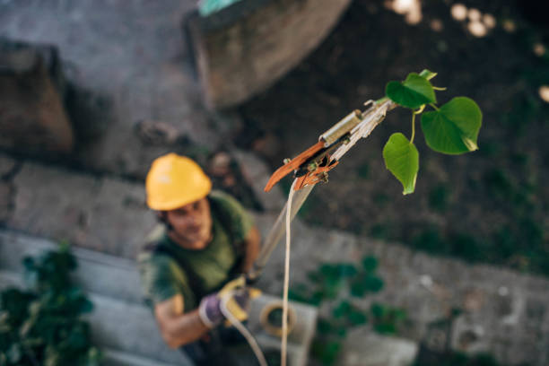 Tree Removal for Businesses